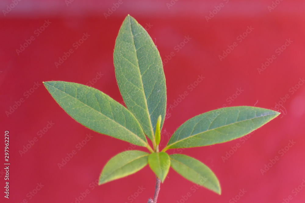 green leaf on red background
