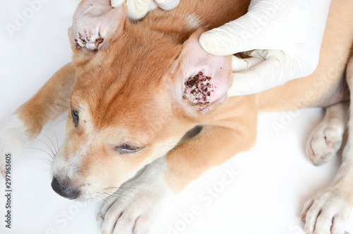  tick louse Lice