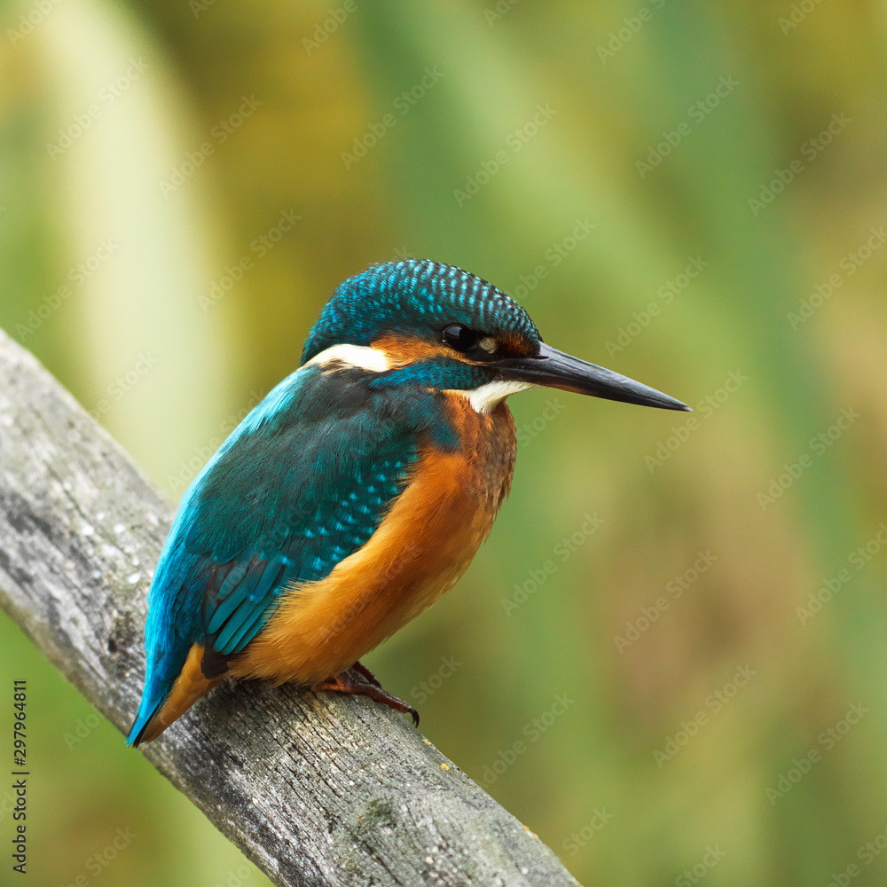 Fototapeta premium Eisvogel - Kingfisher