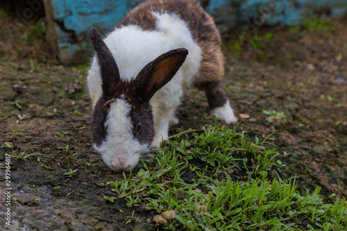 Adorable rabbit at rabbit farm 