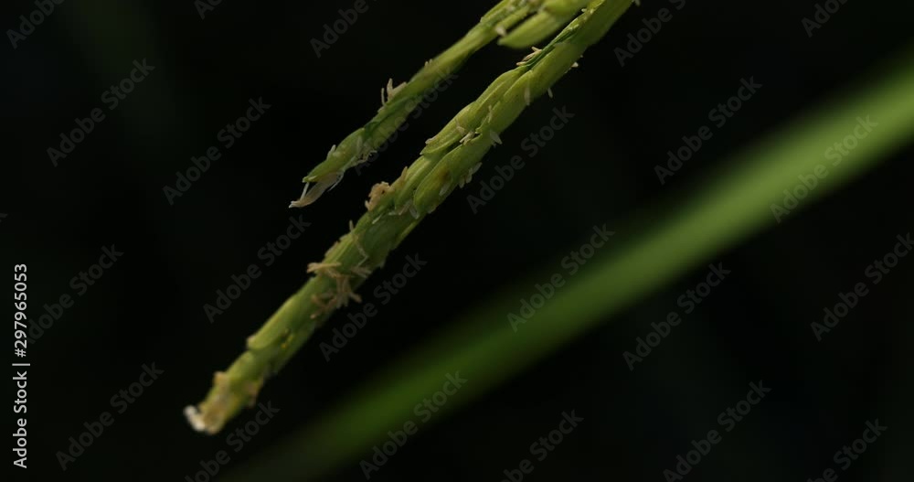 Green rice in the rice field is growing, rice ears, rice pollen.Close up Green rice in the rice field is growing, rice ears, rice pollen.Close up