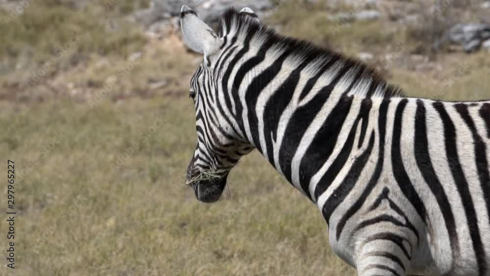 zebra chewing grass, close up, slow motion zebra chewing grass, close up, slow motion