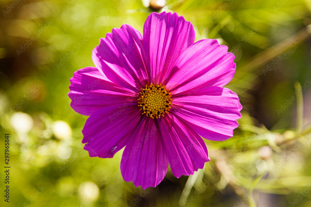 beautiful pink flower with yellow in the center and green bokeh background beautiful pink flower with yellow in the center and green bokeh background