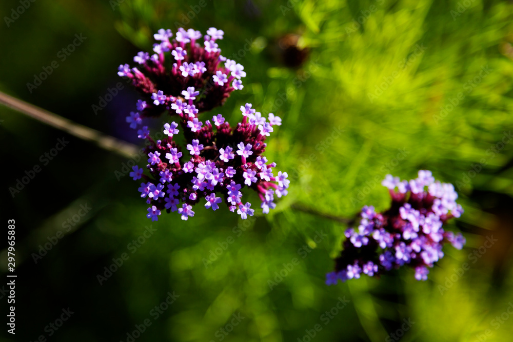 purple small flowers growing by the sea with green blurry background purple small flowers growing by the sea with green blurry background