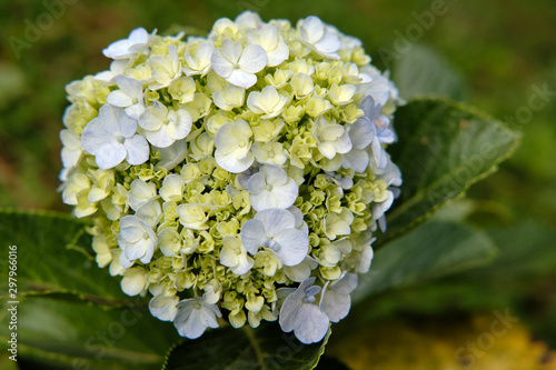 white flowers in garden