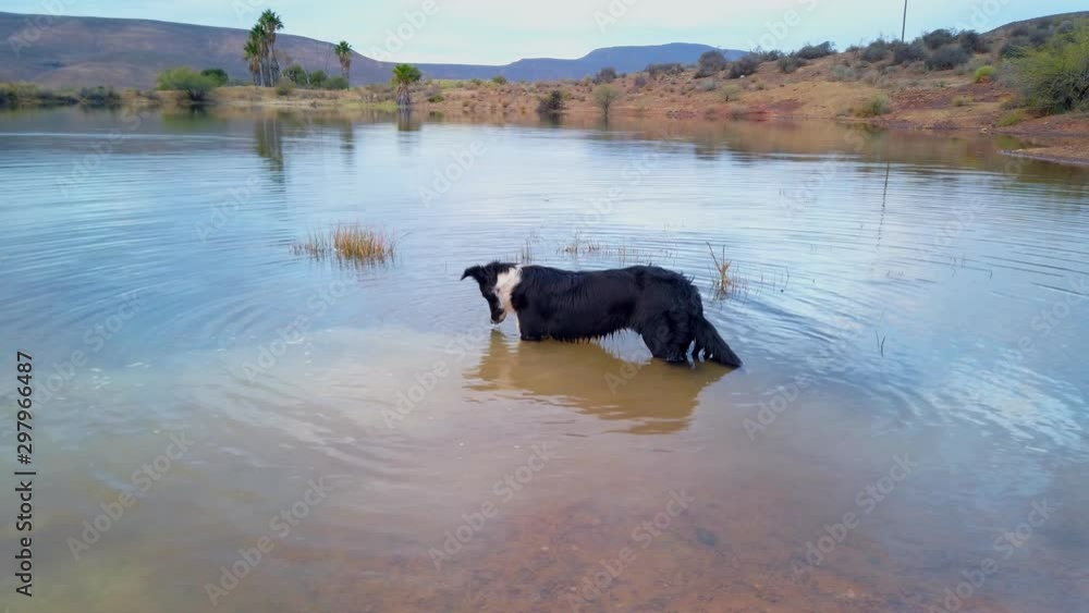 Dog standing in a dam trying to catch fish Dog standing in a dam trying to catch fish