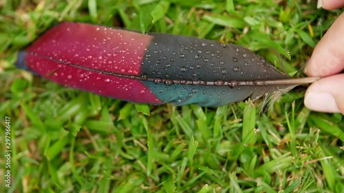 Macro: red and black flight feather of purple-crested turaco bird lies on green grass lawn, covered in early morning dewdrops. Caucasian woman's hand picks up feather, slowly wiping down in frame photo