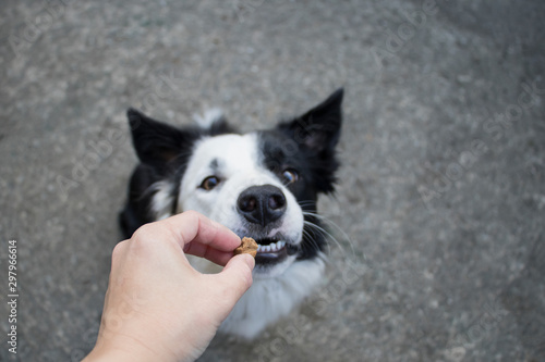 Hand giving a dog treat to border collie with half white face