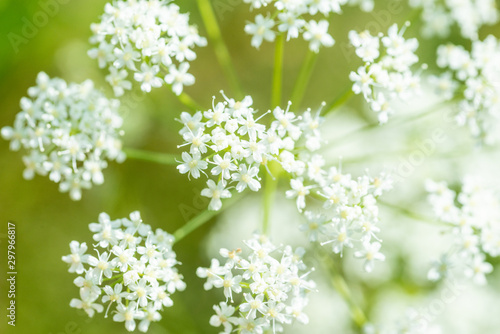 parsley plant with white flowers growing on summer meadow at sunny day 