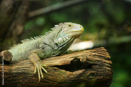 Green iguana on a branch.