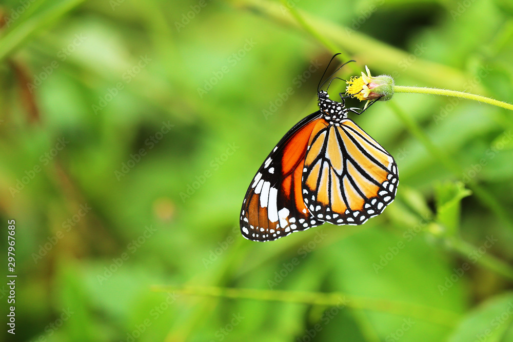 Fototapeta premium Colourful butterfly with green leaves background.