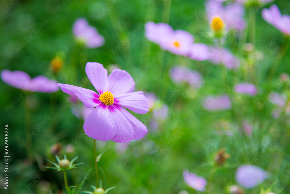 Beautiful abstract soft focus on flower for background use. Beautiful abstract soft focus on flower for background use.