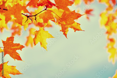 Closeup of a branch of maple tree with golden orange autumn foliage leaves against blue sky. Copy space. Fall nature background.