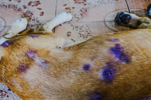 Dog sick with skin disease and sleeppy on floor. photo