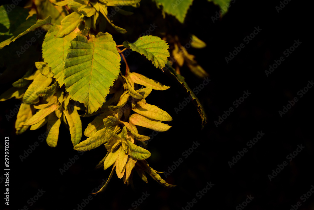 Branches of a beech with fading leaves hanging in the evening sun against a dark background in the evening Branches of a beech with fading leaves hanging in the evening sun against a dark background in the evening