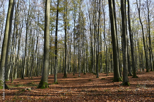 Wonderful autumn in a Kashubian forest