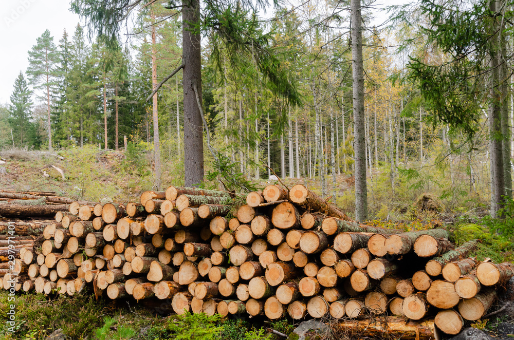 Timberstack by fall season in a coniferous forest