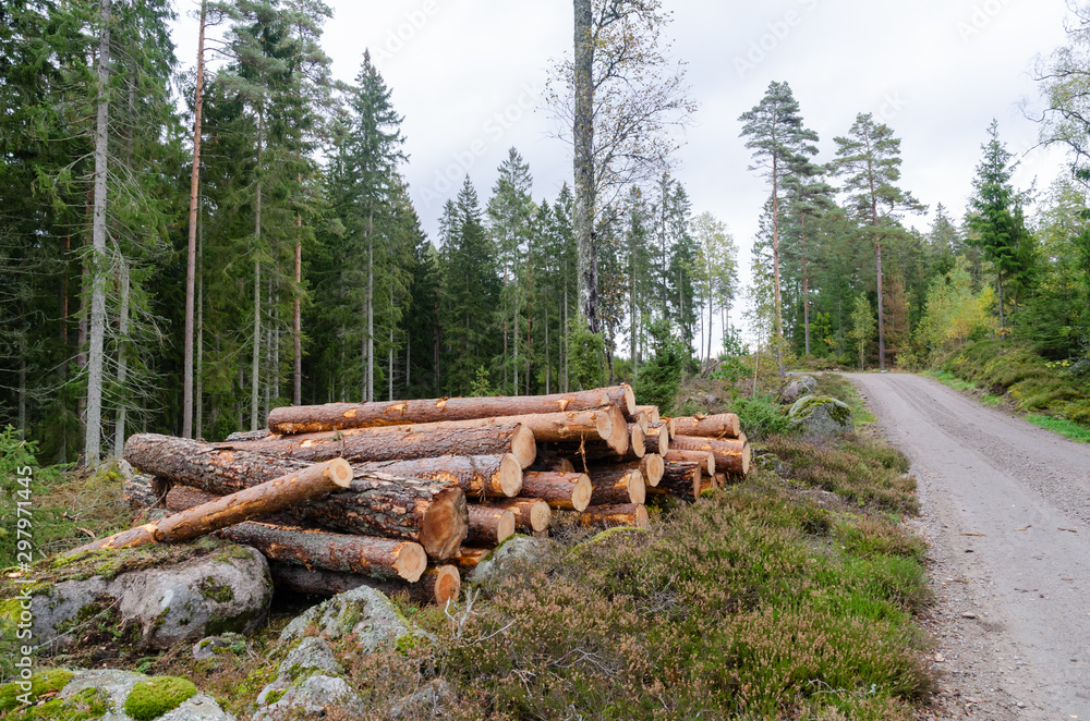 Coniferous forest with a timber stack by road side