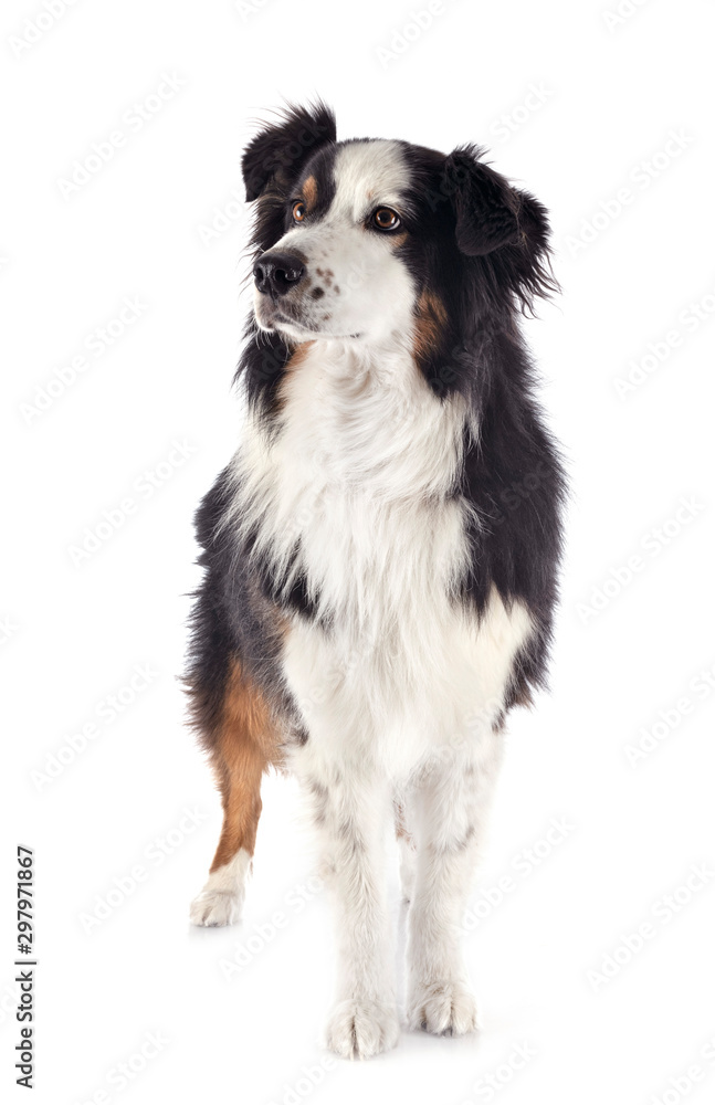 australian shepherd in studio