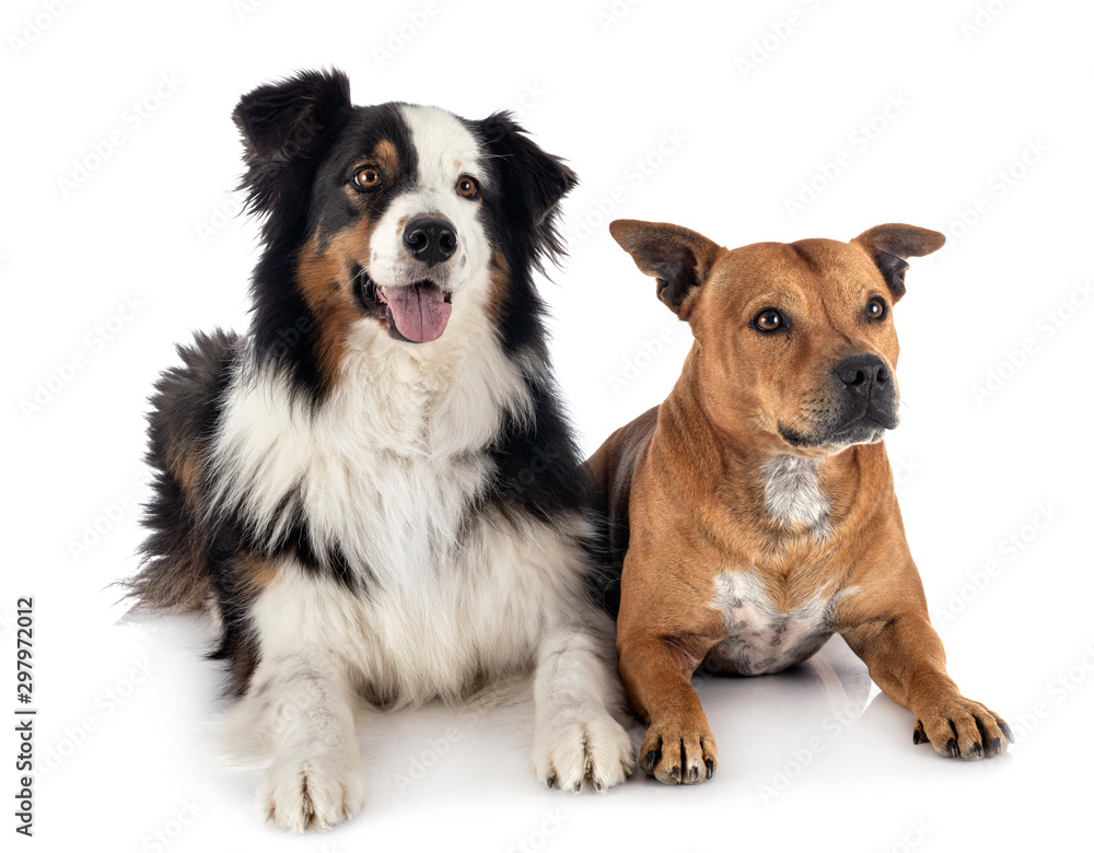 australian shepherd and staffie australian shepherd and staffie