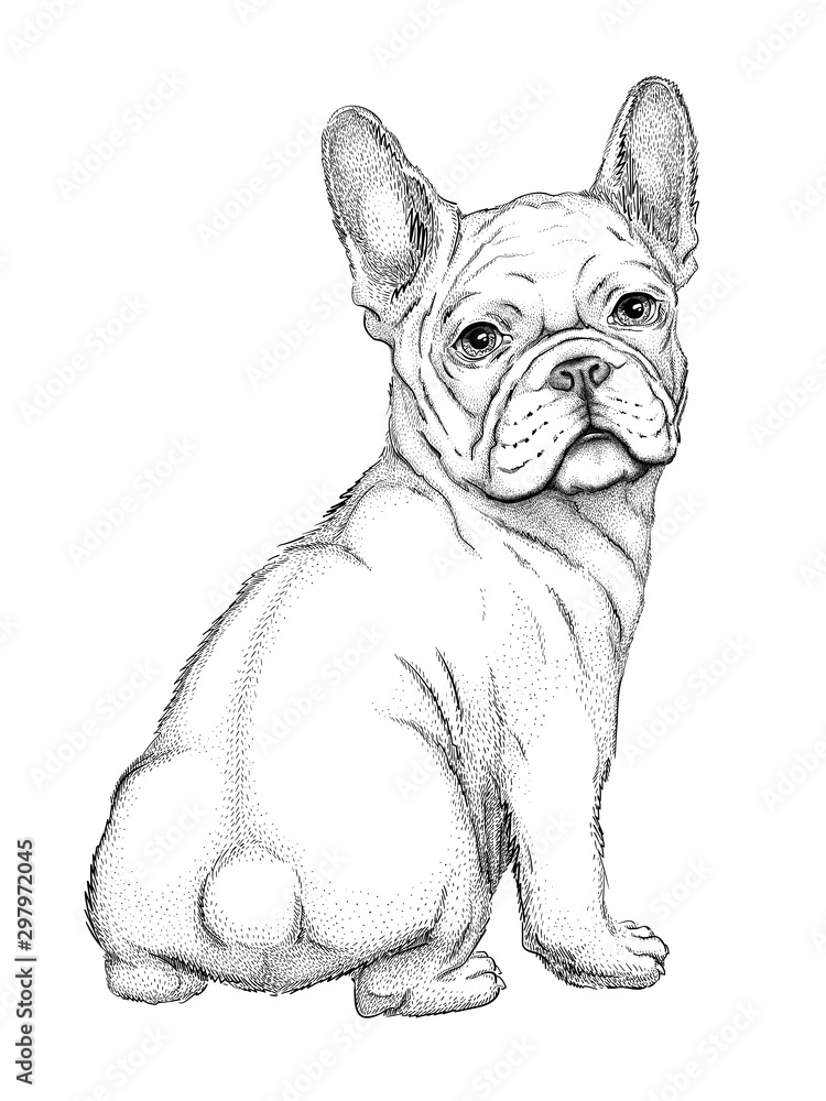 A sketch of a charming french bulldog. Drawing of a cute dog. Realistic