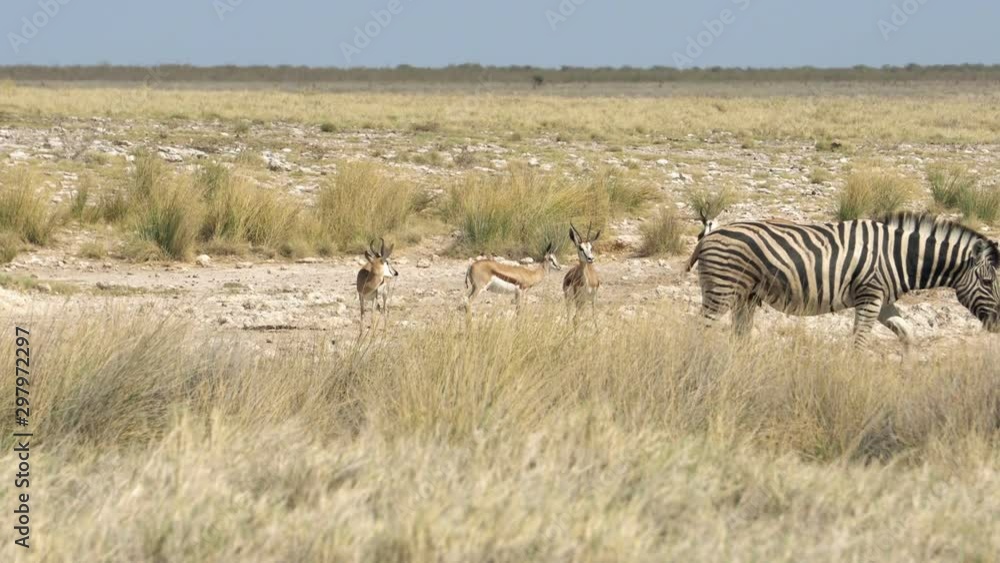 herd of zebras graze in the Kalahari desert, South Africa herd of zebras graze in the Kalahari desert, South Africa