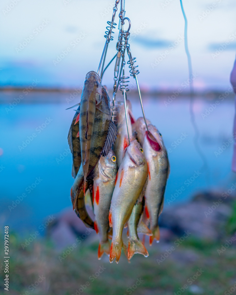 Many perch fish hanging caught by angler on Fish Stringer against the  background of evening sunset on the lake. Stock Photo