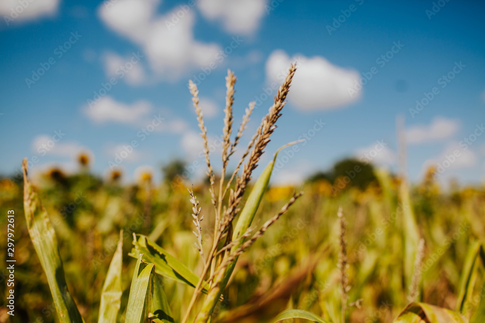 Fototapeta premium Wheat Field