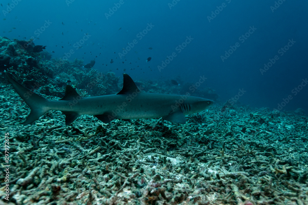 Fototapeta premium The whitetip reef shark (Triaenodon obesus) from Sipadan coral reef, Borneo, Malaysia