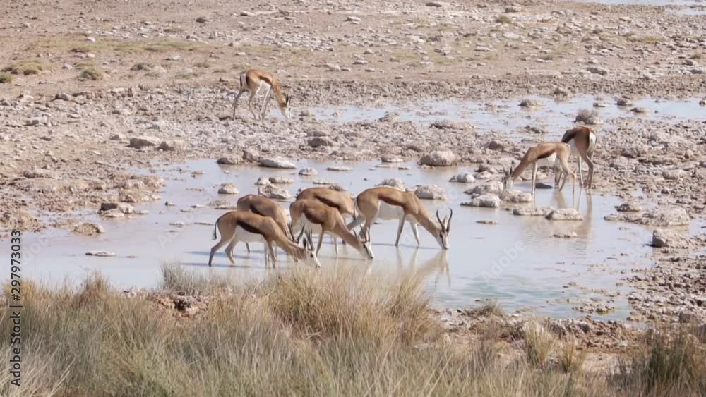 Springbok antelope at the watering, South Africa Springbok antelope at the watering, South Africa