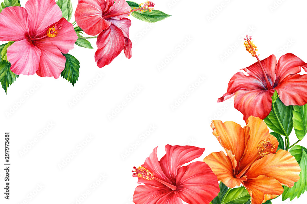 beautiful hibiscus flowers on a white background, watercolor illustration, greeting card beautiful hibiscus flowers on a white background, watercolor illustration, greeting card