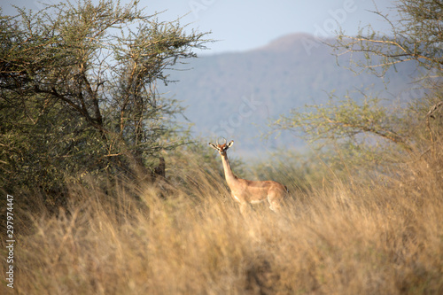 Fototapeta Naklejka Na Ścianę i Meble -  The gerenuk, also known as the giraffe gazelle. Here in Kenya.