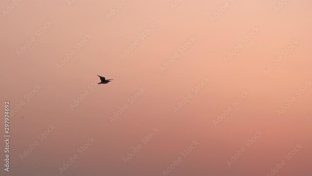 Seagull bird flying over orange sunset sky background. A bird's silhouette is seen flying through an orange sky at sunrise/sunset . Seagull bird flying over orange sunset sky background. A bird's silhouette is seen flying through an orange sky at sunrise/sunset .