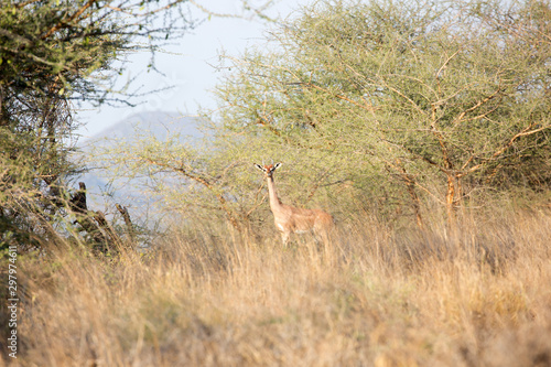 The gerenuk  also known as the giraffe gazelle. Here in Kenya.