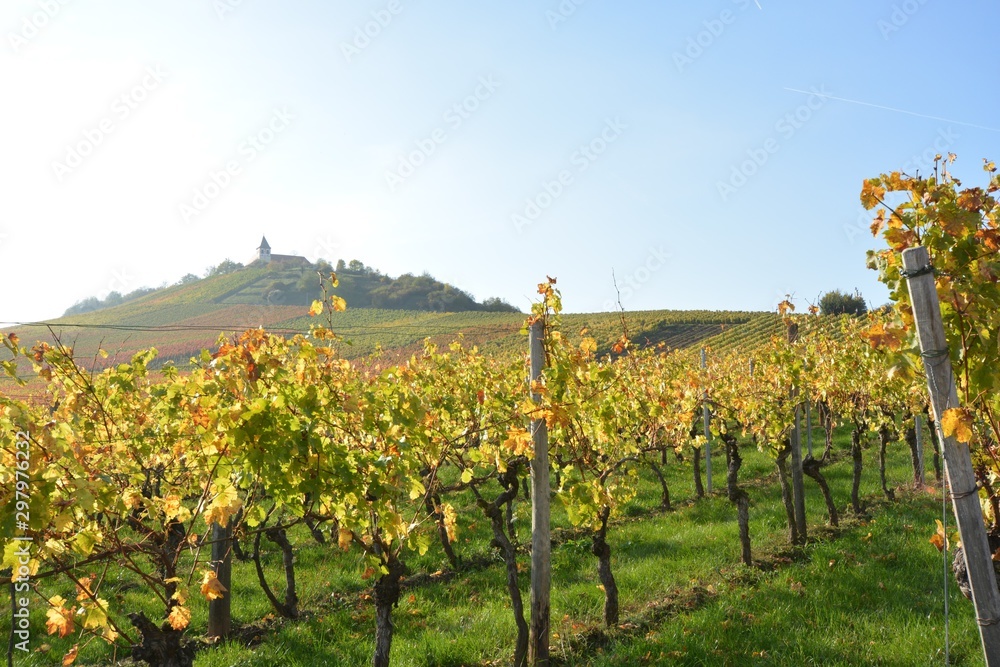Vineyards at sunset in autumn at Michaelsberg in Cleebronn, South of Germany