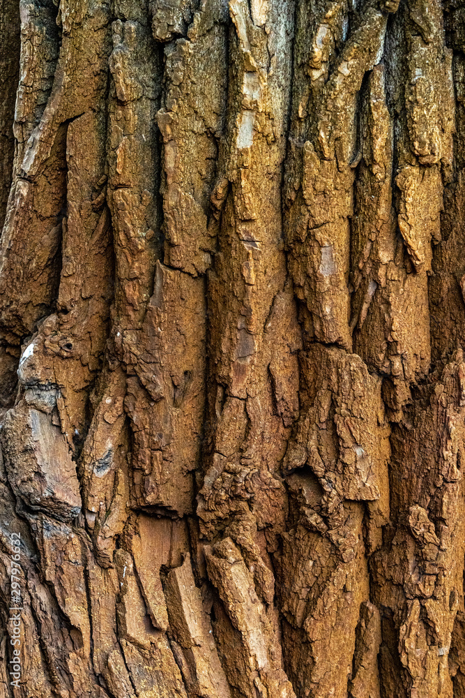 brown tree bark for background texture brown tree bark for background texture