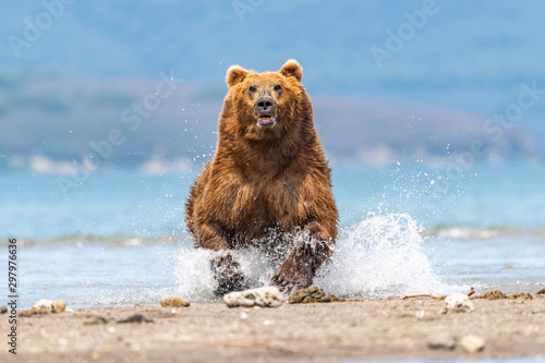 Foto Ruling the landscape, brown bears of Kamchatka (Ursus arctos beringianus)