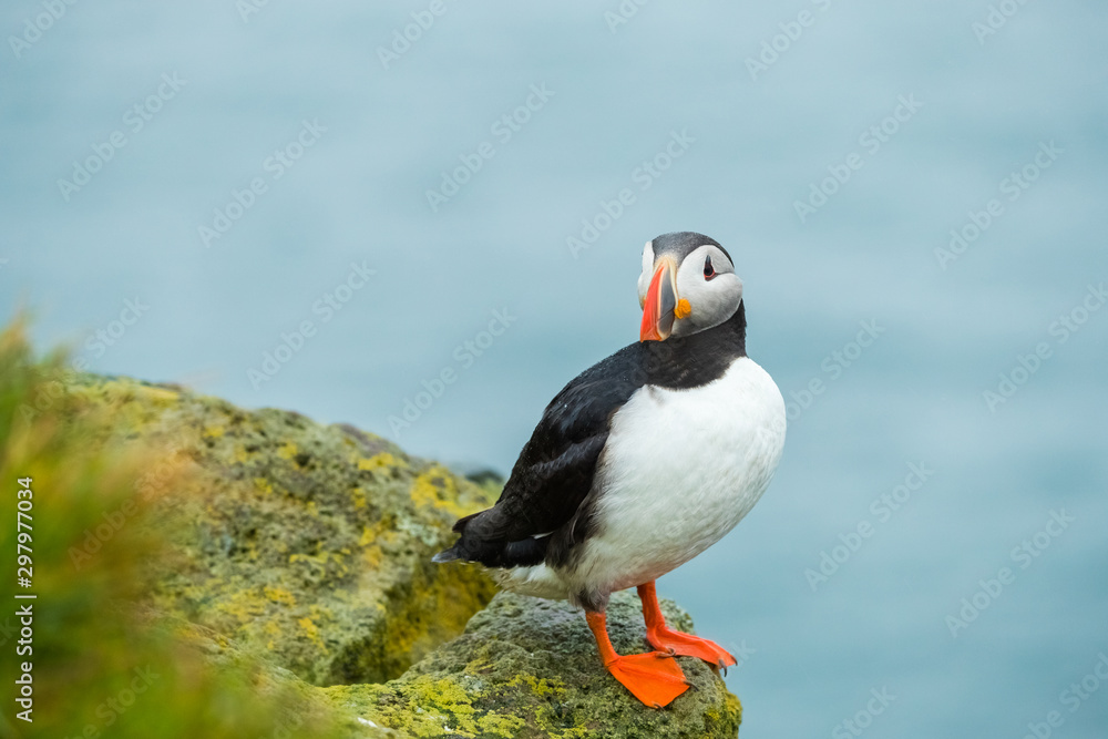 Picture cute of puffins in Latrabjarg cliffs at westfjords in iceland Picture cute of puffins in Latrabjarg cliffs at westfjords in iceland