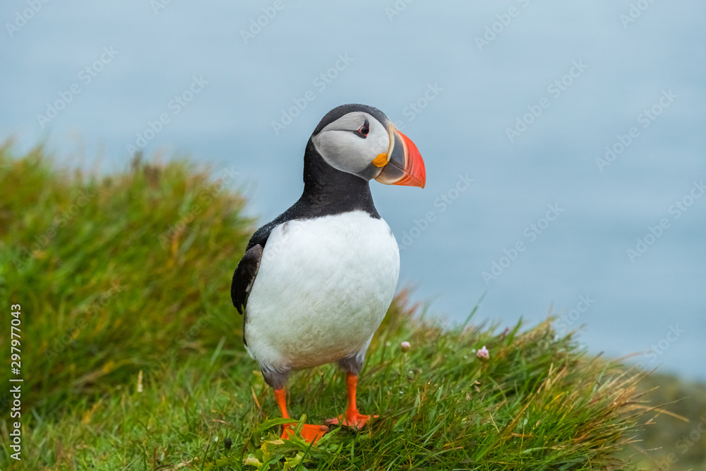 Picture cute of puffins in Latrabjarg cliffs at westfjords in iceland Picture cute of puffins in Latrabjarg cliffs at westfjords in iceland