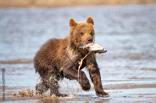 Ruling the landscape, brown bears of Kamchatka (Ursus arctos beringianus) © vaclav