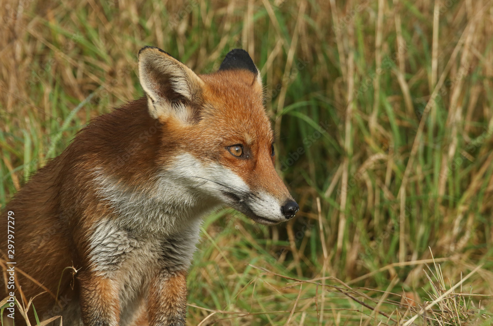 A magnificent Red Fox, Vulpes vulpes, sitting in the long grass. A magnificent Red Fox, Vulpes vulpes, sitting in the long grass.