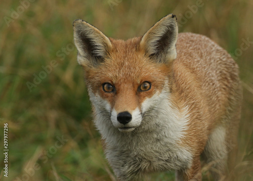 A magnificent Red Fox, Vulpes vulpes, standing in the long grass. © Sandra Standbridge