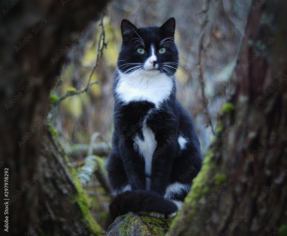 black cat on a tree in the garden