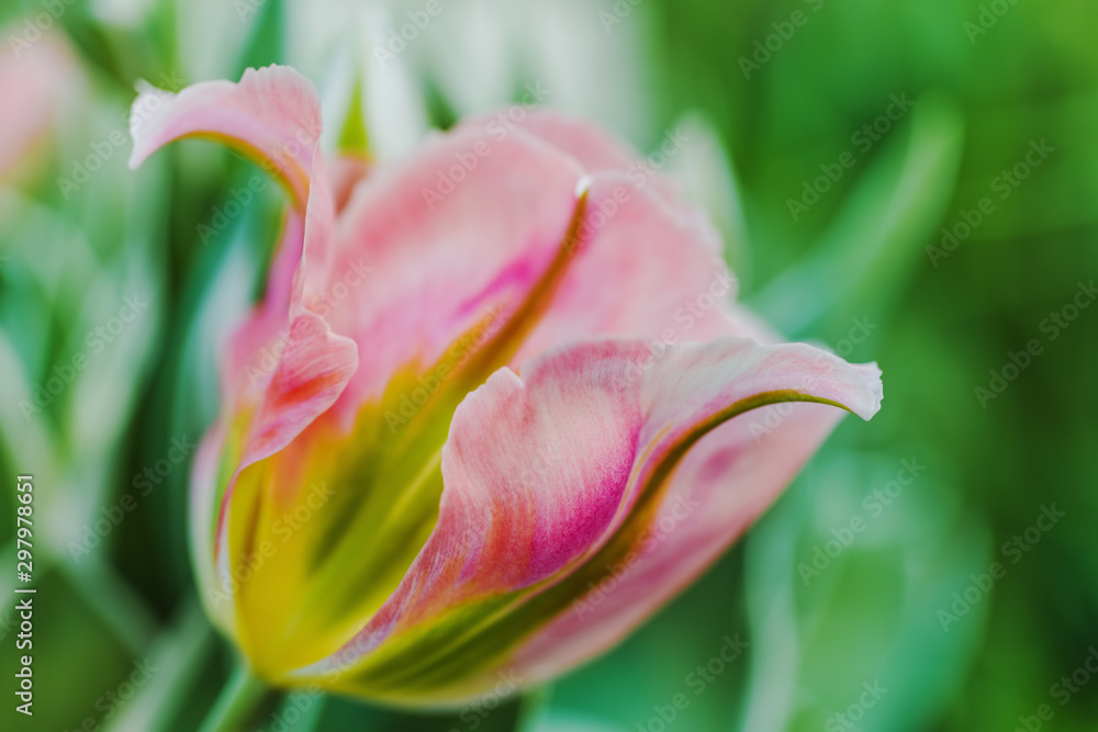 Tulip- flower background