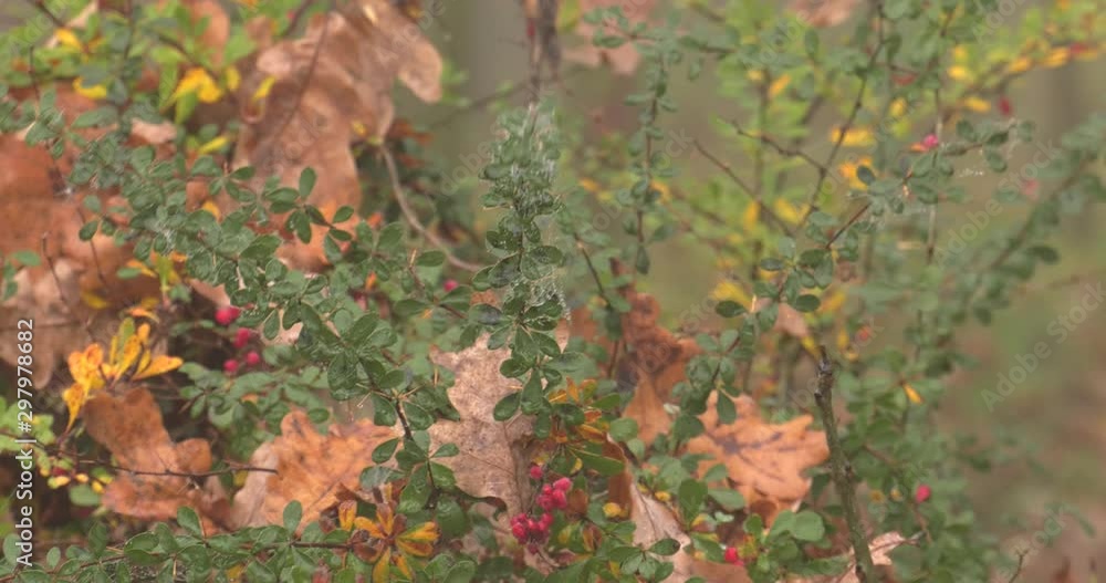 The leaves in the fog. Autumn. The leaves in the fog. Autumn.