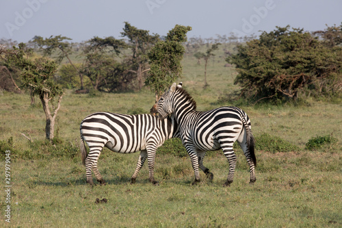 Zebras  Equus quagga   - Kenya 