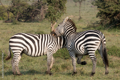 Zebras (Equus quagga) - Kenya 