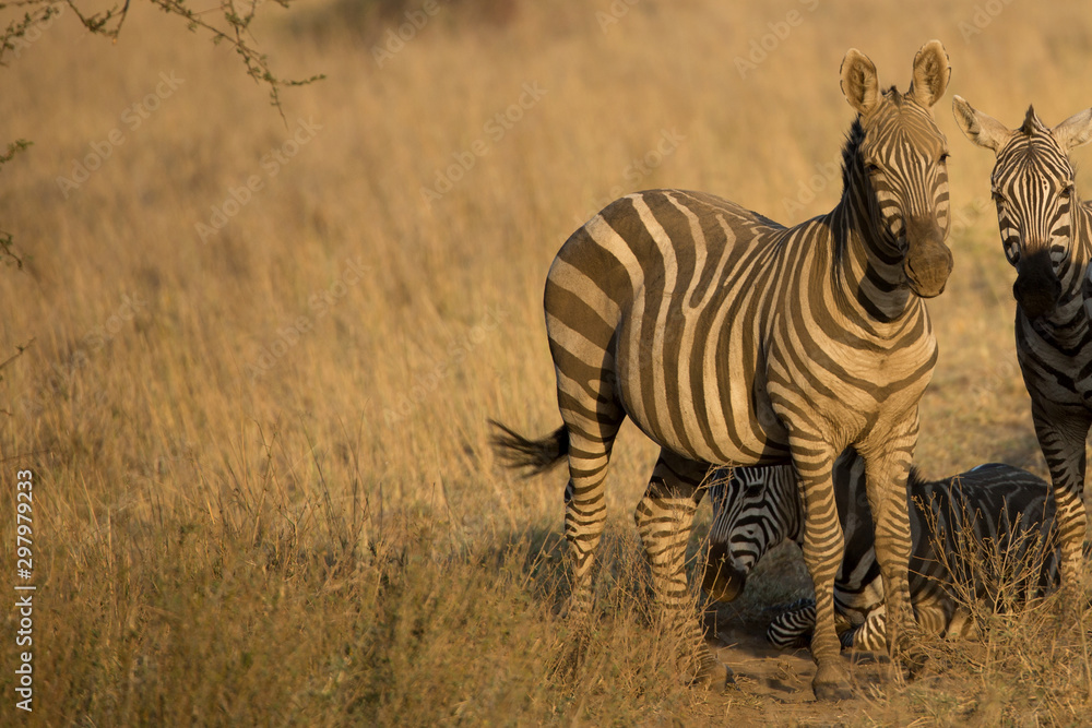 Naklejka premium Zebras (Equus quagga) - Kenya 