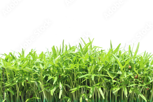 Seedlings of morning glory on isolated