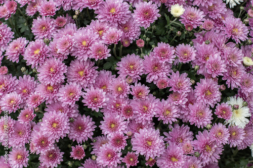 Lilac chrysanthemum blossom on a lush bush  top view background wallpaper. Autumn flower chrysanthemum daisy with delicate petals